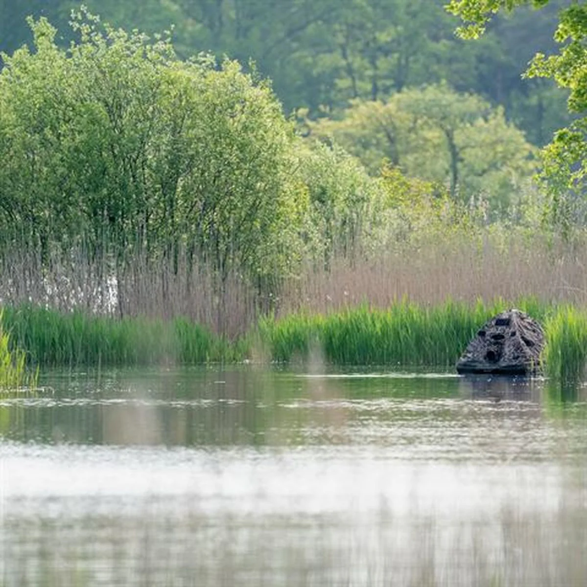 Buteo Photo Gear Floating Hide Grebe II - Image 3