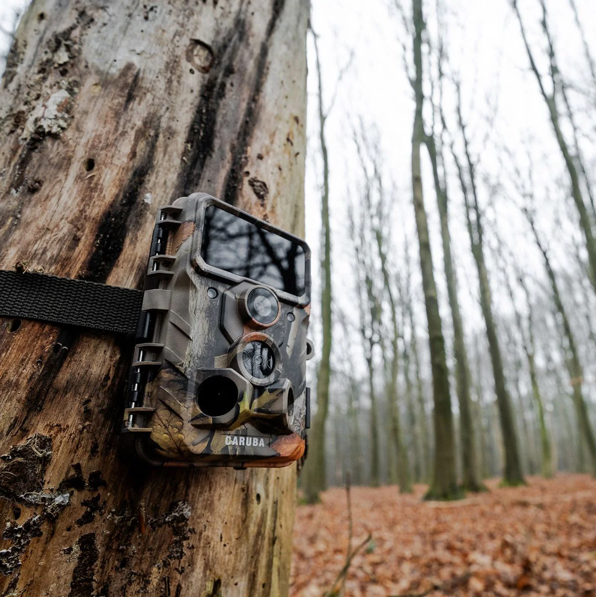 Caruba Wildcamera Moose 4K - Image 4