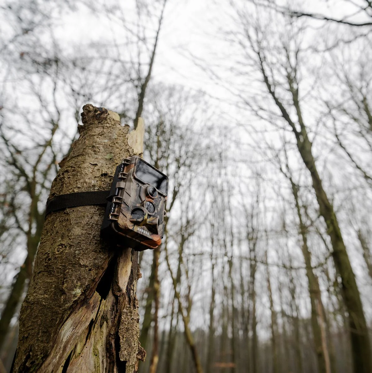 Caruba Wildcamera Moose 4K - Image 5