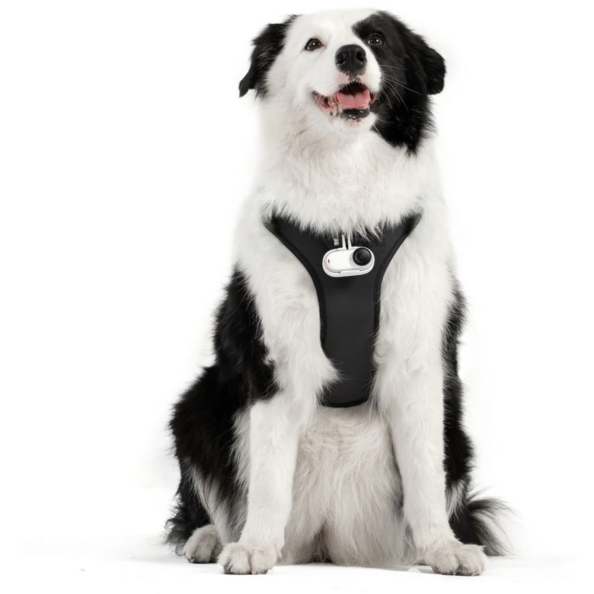 Insta360 Pet Harness Mount Size L - Image 2