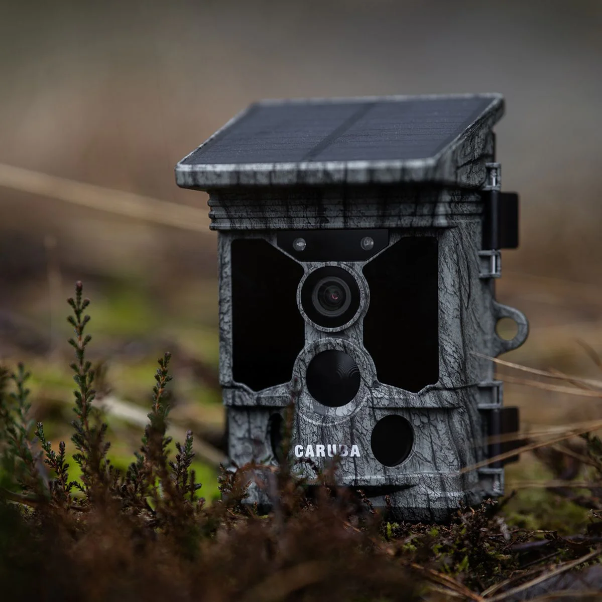 Caruba Wildcamera Raccoon Solar 4K - Image 3